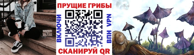 купить наркотики цена  Рубцовск  Псилоцибиновые грибы Psilocybe 